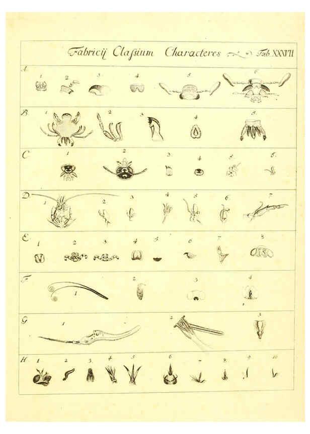 Reproducción/Reproduction 6052656365: Genera insectorum Linnaei et Fabricii iconibus illustrata. c.1 Vitoduri Helvetorum :Prostat apud Henric. Steiner et Socios,MDCCLXXXIX [1789] 