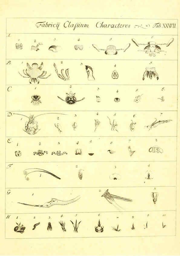 Reproducción/Reproduction 6052656365: Genera insectorum Linnaei et Fabricii iconibus illustrata. c.1 Vitoduri Helvetorum :Prostat apud Henric. Steiner et Socios,MDCCLXXXIX [1789] 