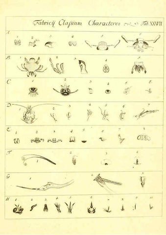 Reproducción/Reproduction 6052656365: Genera insectorum Linnaei et Fabricii iconibus illustrata. c.1 Vitoduri Helvetorum :Prostat apud Henric. Steiner et Socios,MDCCLXXXIX [1789] 