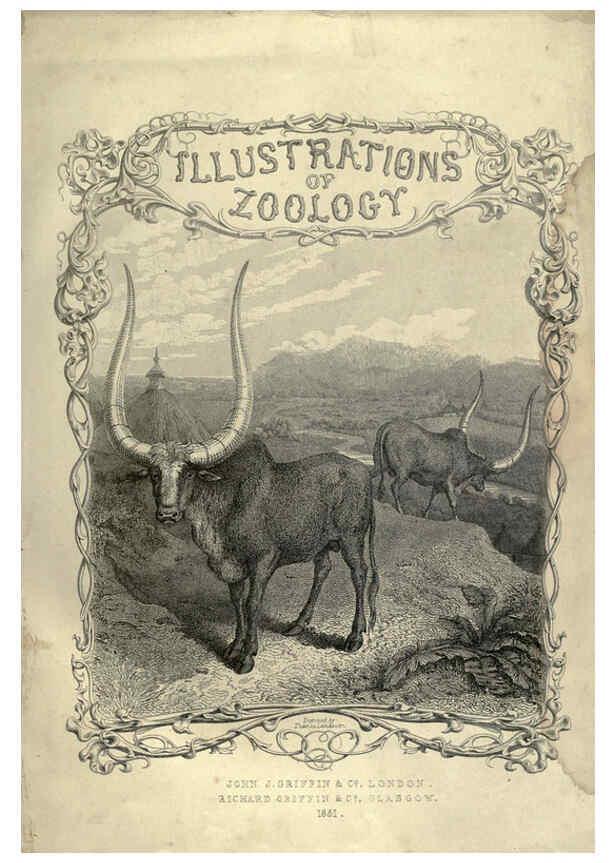 Reproducción/Reproduction 6052776837: Illustrations of zoology Glasgow,John Joseph Griffin and Co.,;1851