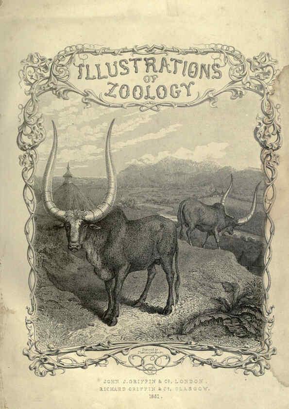 Reproducción/Reproduction 6052776837: Illustrations of zoology Glasgow,John Joseph Griffin and Co.,;1851