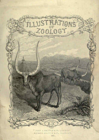 Reproducción/Reproduction 6052776837: Illustrations of zoology Glasgow,John Joseph Griffin and Co.,;1851