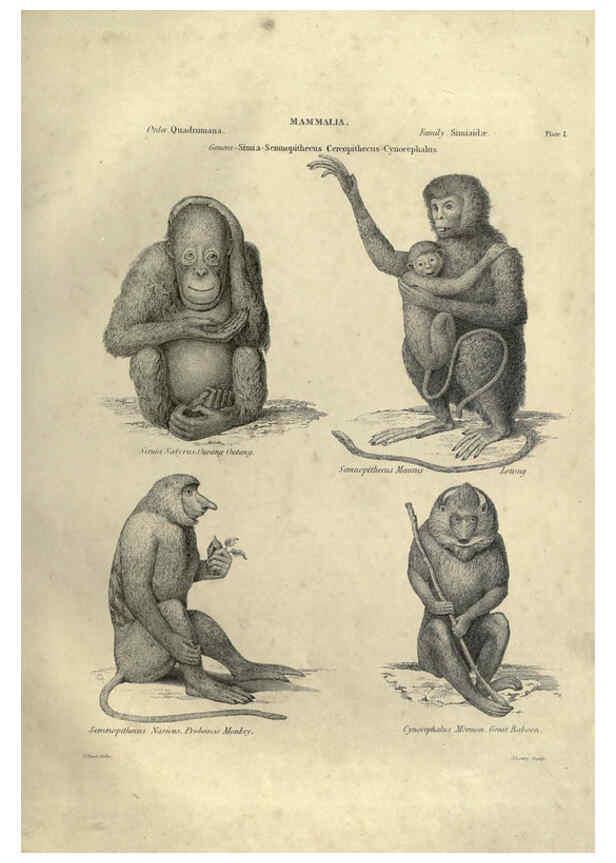 Reproducción/Reproduction 6053327420: Illustrations of zoology Glasgow,John Joseph Griffin and Co.,;1851