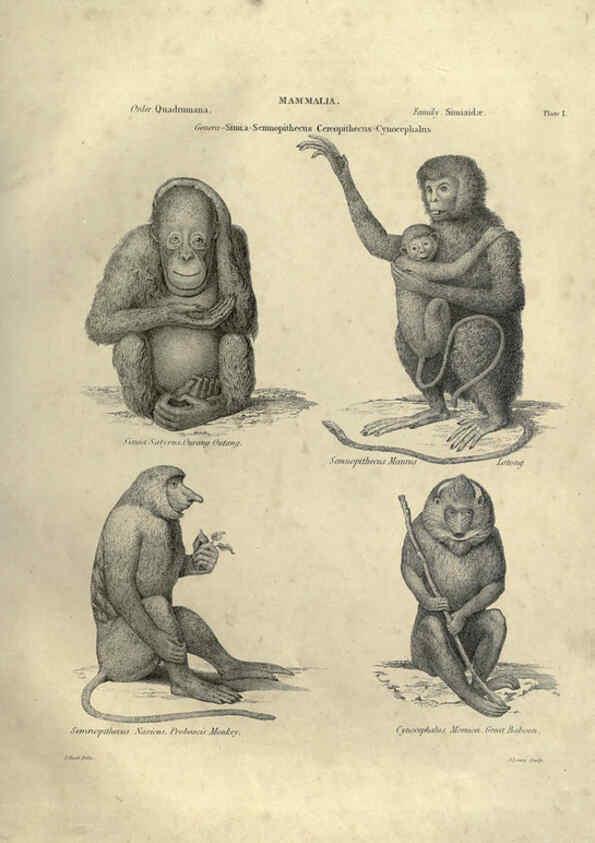 Reproducción/Reproduction 6053327420: Illustrations of zoology Glasgow,John Joseph Griffin and Co.,;1851