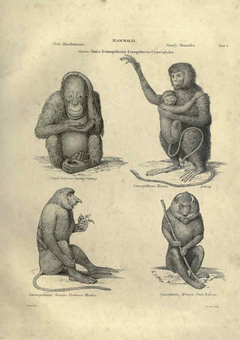 Reproducción/Reproduction 6053327420: Illustrations of zoology Glasgow,John Joseph Griffin and Co.,;1851