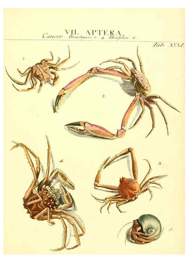 Reproducción/Reproduction 6053205656: Genera insectorum Linnaei et Fabricii iconibus illustrata. c.1 Vitoduri Helvetorum :Prostat apud Henric. Steiner et Socios,MDCCLXXXIX [1789] 