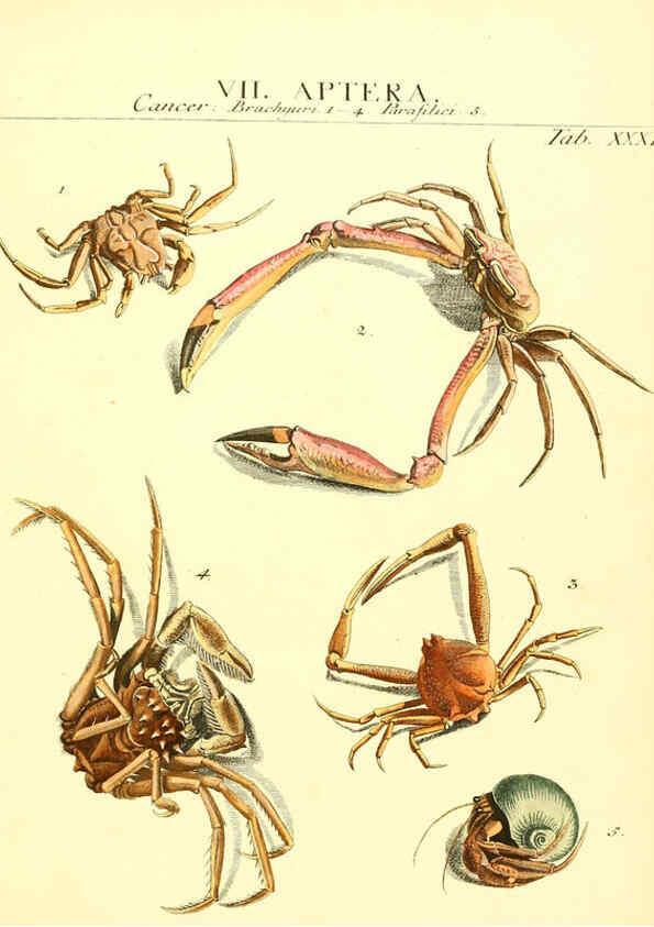 Reproducción/Reproduction 6053205656: Genera insectorum Linnaei et Fabricii iconibus illustrata. c.1 Vitoduri Helvetorum :Prostat apud Henric. Steiner et Socios,MDCCLXXXIX [1789] 
