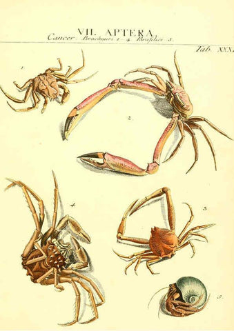 Reproducción/Reproduction 6053205656: Genera insectorum Linnaei et Fabricii iconibus illustrata. c.1 Vitoduri Helvetorum :Prostat apud Henric. Steiner et Socios,MDCCLXXXIX [1789] 