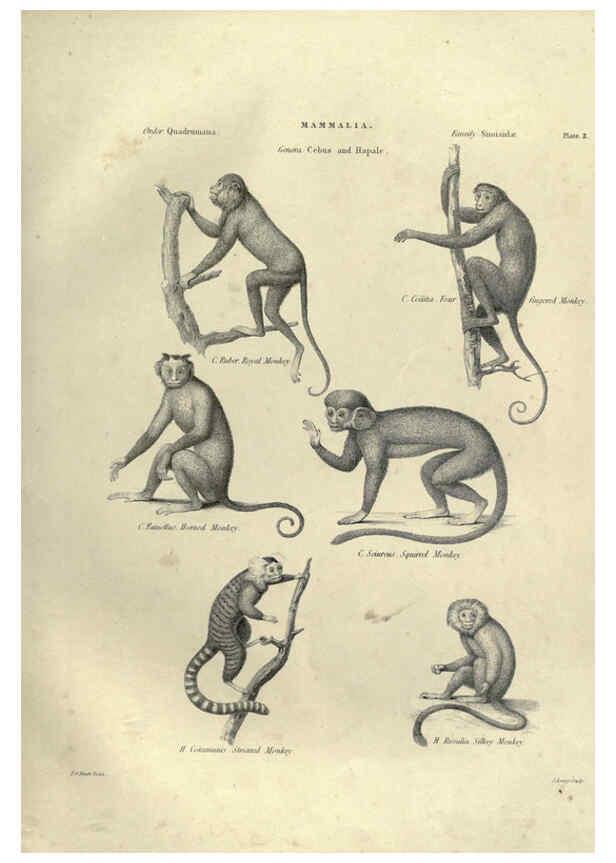 Reproducción/Reproduction 6052777611: Illustrations of zoology Glasgow,John Joseph Griffin and Co.,;1851
