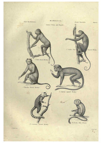 Reproducción/Reproduction 6052777611: Illustrations of zoology Glasgow,John Joseph Griffin and Co.,;1851