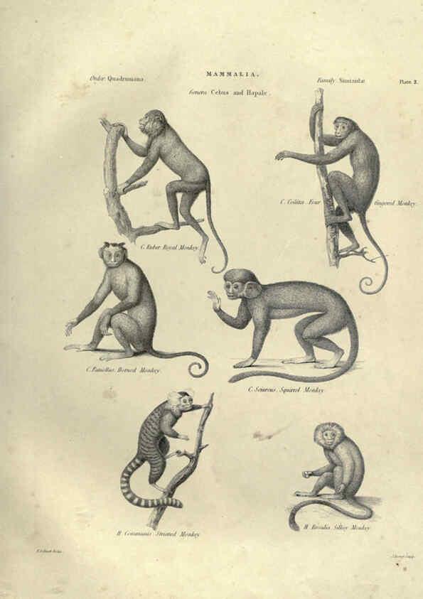 Reproducción/Reproduction 6052777611: Illustrations of zoology Glasgow,John Joseph Griffin and Co.,;1851