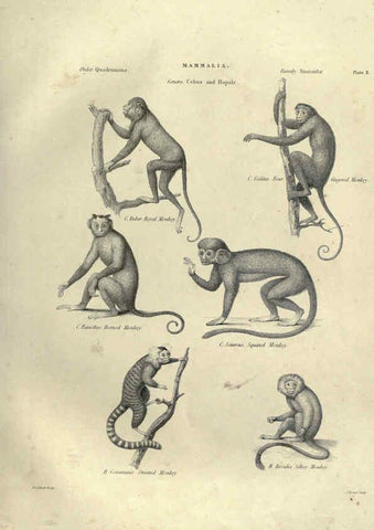 Reproducción/Reproduction 6052777611: Illustrations of zoology Glasgow,John Joseph Griffin and Co.,;1851