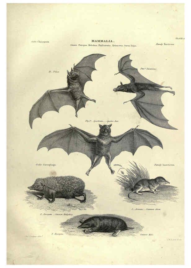 Reproducción/Reproduction 6052778047: Illustrations of zoology Glasgow,John Joseph Griffin and Co.,;1851