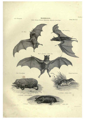 Reproducción/Reproduction 6052778047: Illustrations of zoology Glasgow,John Joseph Griffin and Co.,;1851