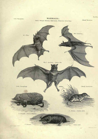 Reproducción/Reproduction 6052778047: Illustrations of zoology Glasgow,John Joseph Griffin and Co.,;1851