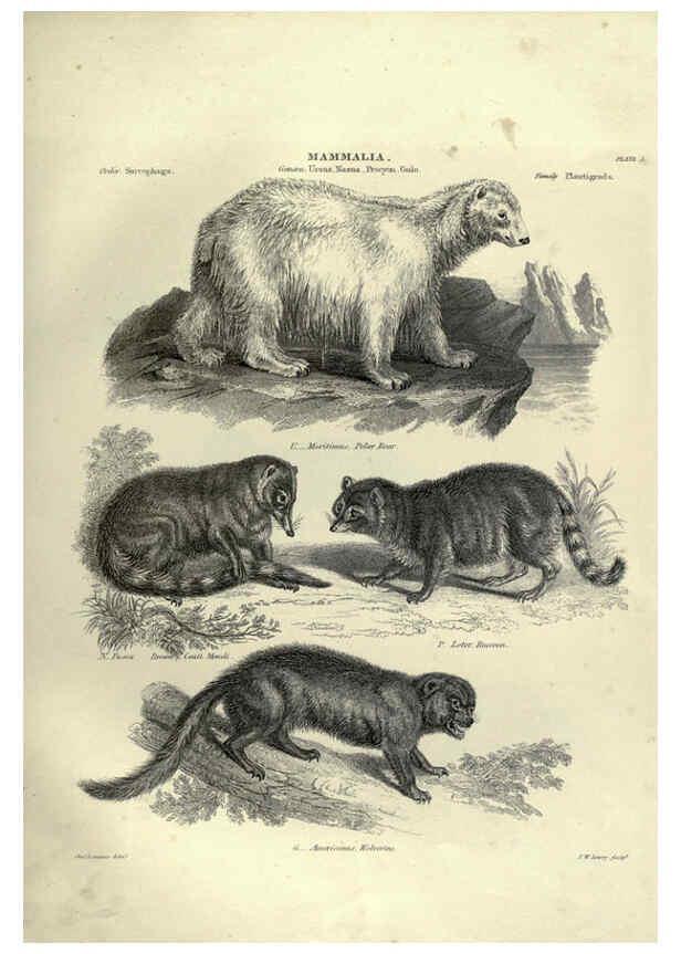 Reproducción/Reproduction 6053328734: Illustrations of zoology Glasgow,John Joseph Griffin and Co.,;1851