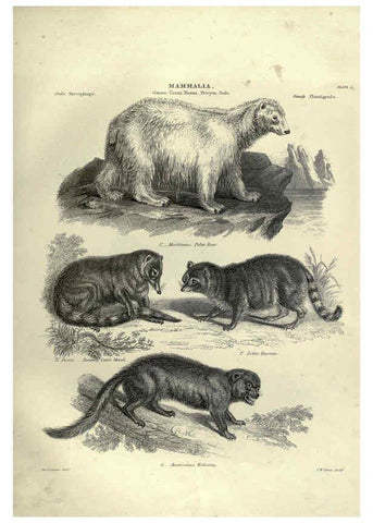 Reproducción/Reproduction 6053328734: Illustrations of zoology Glasgow,John Joseph Griffin and Co.,;1851