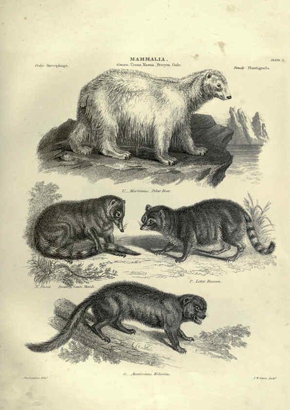 Reproducción/Reproduction 6053328734: Illustrations of zoology Glasgow,John Joseph Griffin and Co.,;1851