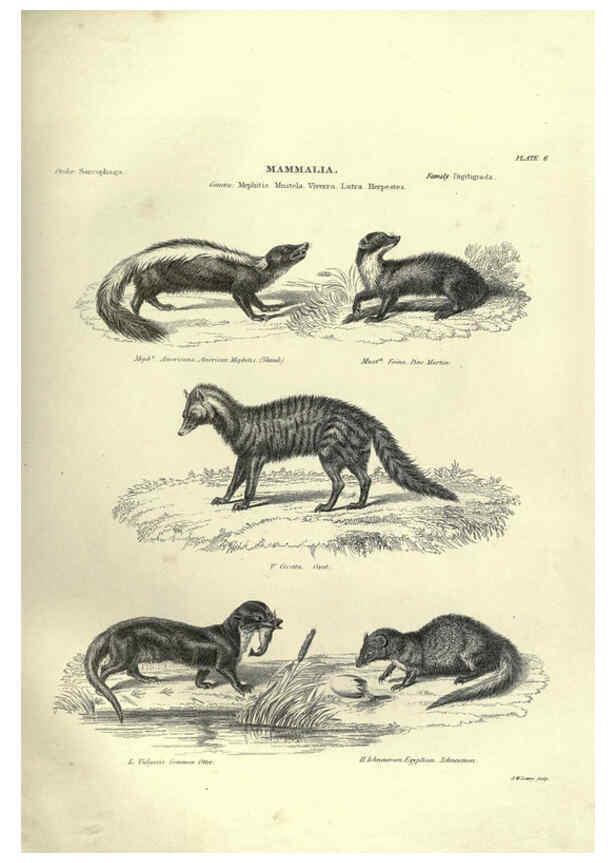Reproducción/Reproduction 6052779023: Illustrations of zoology Glasgow,John Joseph Griffin and Co.,;1851