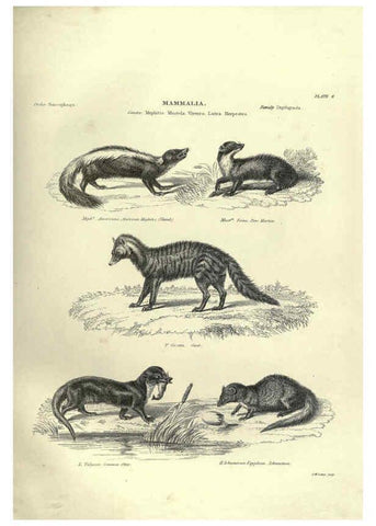 Reproducción/Reproduction 6052779023: Illustrations of zoology Glasgow,John Joseph Griffin and Co.,;1851