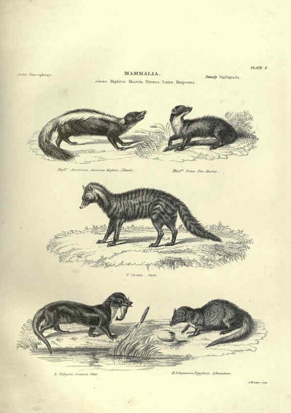 Reproducción/Reproduction 6052779023: Illustrations of zoology Glasgow,John Joseph Griffin and Co.,;1851