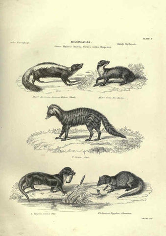 Reproducción/Reproduction 6052779023: Illustrations of zoology Glasgow,John Joseph Griffin and Co.,;1851
