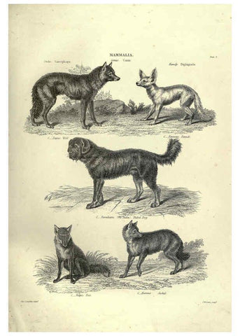 Reproducción/Reproduction 6052779363: Illustrations of zoology Glasgow,John Joseph Griffin and Co.,;1851