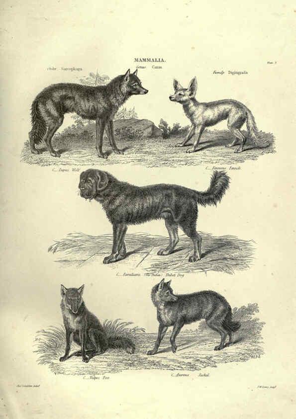 Reproducción/Reproduction 6052779363: Illustrations of zoology Glasgow,John Joseph Griffin and Co.,;1851