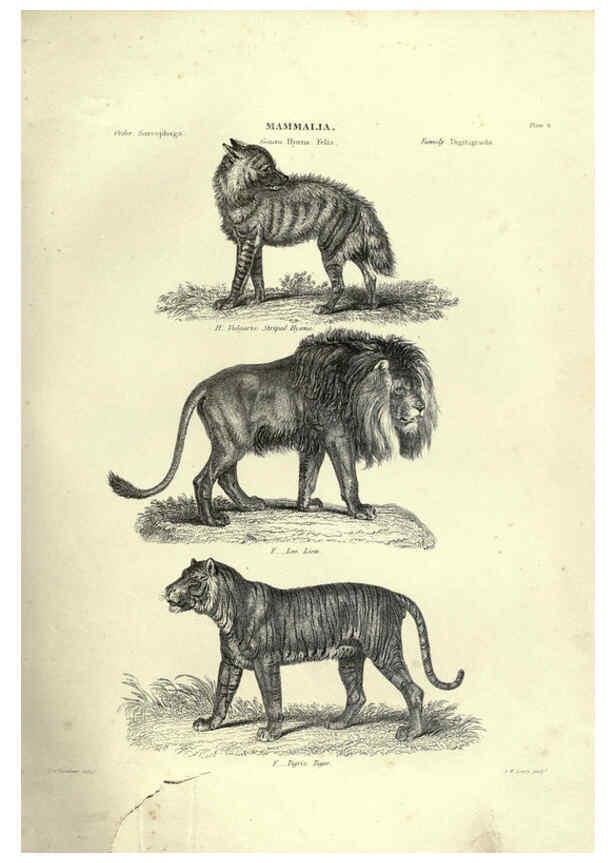 Reproducción/Reproduction 6052779683: Illustrations of zoology Glasgow,John Joseph Griffin and Co.,;1851