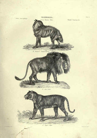 Reproducción/Reproduction 6052779683: Illustrations of zoology Glasgow,John Joseph Griffin and Co.,;1851