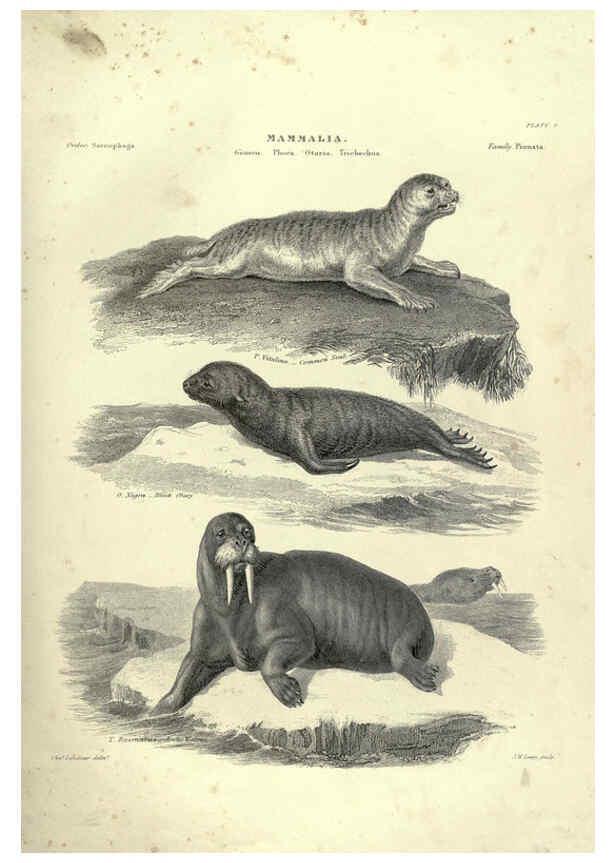 Reproducción/Reproduction 6053330194: Illustrations of zoology Glasgow,John Joseph Griffin and Co.,;1851