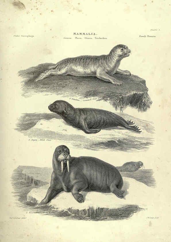 Reproducción/Reproduction 6053330194: Illustrations of zoology Glasgow,John Joseph Griffin and Co.,;1851