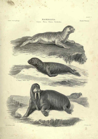 Reproducción/Reproduction 6053330194: Illustrations of zoology Glasgow,John Joseph Griffin and Co.,;1851