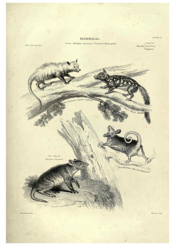 Reproducción/Reproduction 6053330716: Illustrations of zoology Glasgow,John Joseph Griffin and Co.,;1851