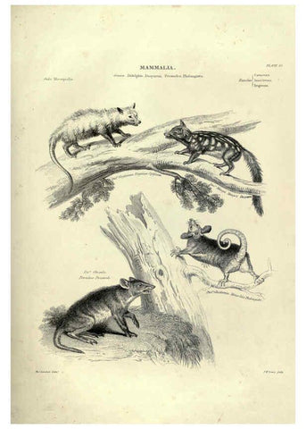 Reproducción/Reproduction 6053330716: Illustrations of zoology Glasgow,John Joseph Griffin and Co.,;1851