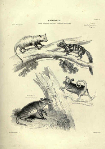 Reproducción/Reproduction 6053330716: Illustrations of zoology Glasgow,John Joseph Griffin and Co.,;1851