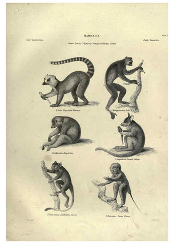 Reproducción/Reproduction 6053327938: Illustrations of zoology Glasgow,John Joseph Griffin and Co.,;1851