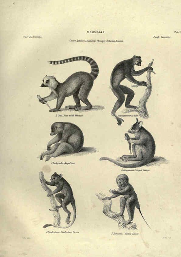 Reproducción/Reproduction 6053327938: Illustrations of zoology Glasgow,John Joseph Griffin and Co.,;1851