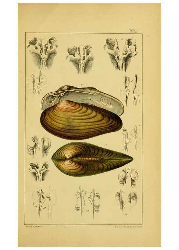 Reproducción/Reproduction 6052403665: Illustrations of the land and fresh water conchology of Great Britain and Ireland London,Smith, Elder, and co.; [etc., etc.]1845