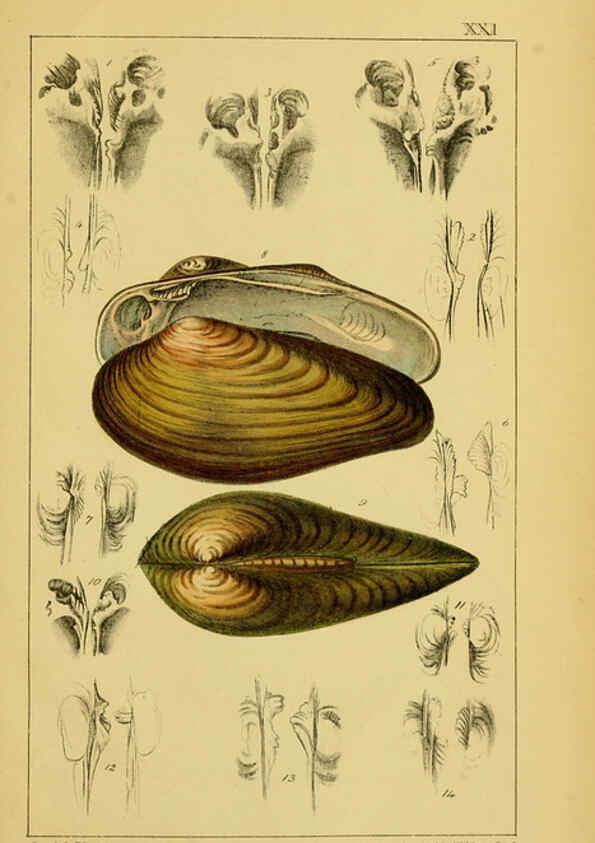 Reproducción/Reproduction 6052403665: Illustrations of the land and fresh water conchology of Great Britain and Ireland London,Smith, Elder, and co.; [etc., etc.]1845