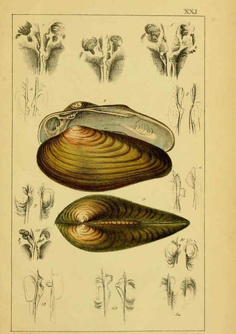 Reproducción/Reproduction 6052403665: Illustrations of the land and fresh water conchology of Great Britain and Ireland London,Smith, Elder, and co.; [etc., etc.]1845