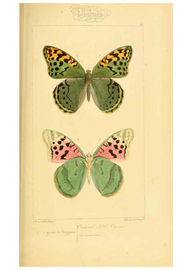 Reproducción/Reproduction 6053829042: Histoire naturelle des lépidoptères d'Europe Paris :L. de Bure,1845
