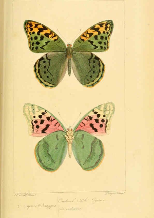 Reproducción/Reproduction 6053829042: Histoire naturelle des lépidoptères d'Europe Paris :L. de Bure,1845