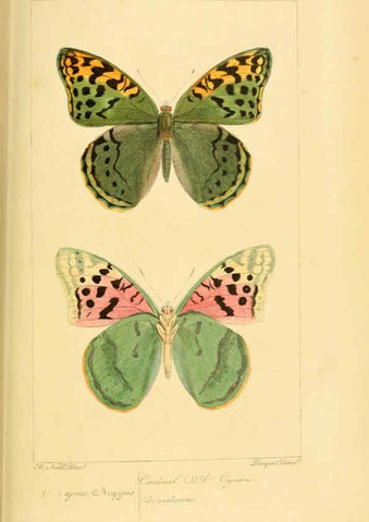 Reproducción/Reproduction 6053829042: Histoire naturelle des lépidoptères d'Europe Paris :L. de Bure,1845