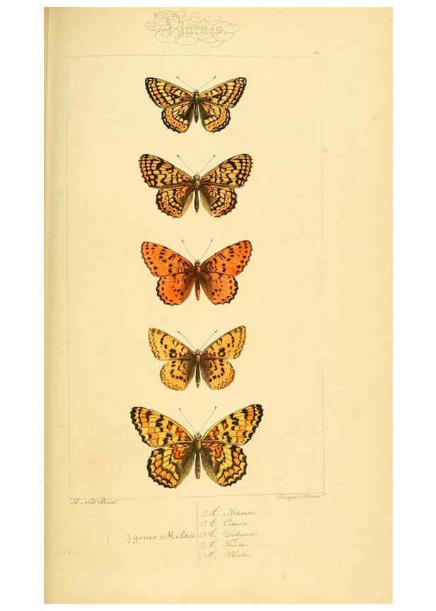 Reproducción/Reproduction 6053830602: Histoire naturelle des lépidoptères d'Europe Paris :L. de Bure,1845