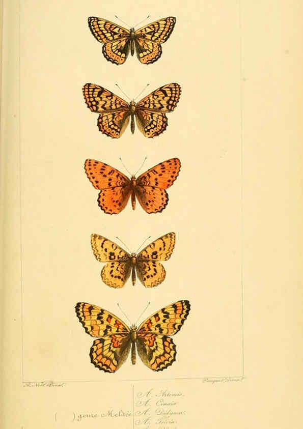 Reproducción/Reproduction 6053830602: Histoire naturelle des lépidoptères d'Europe Paris :L. de Bure,1845
