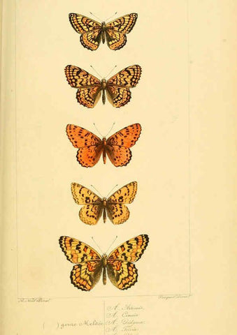 Reproducción/Reproduction 6053830602: Histoire naturelle des lépidoptères d'Europe Paris :L. de Bure,1845