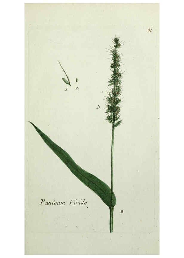 Reproducción/Reproduction 6055475551: Flora Parisiensis. v.1. Paris,P.F. Didot,1776-1783