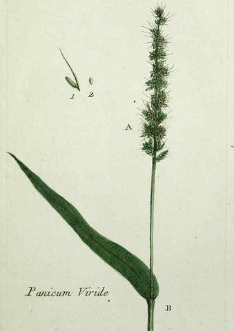 Reproducción/Reproduction 6055475551: Flora Parisiensis. v.1. Paris,P.F. Didot,1776-1783