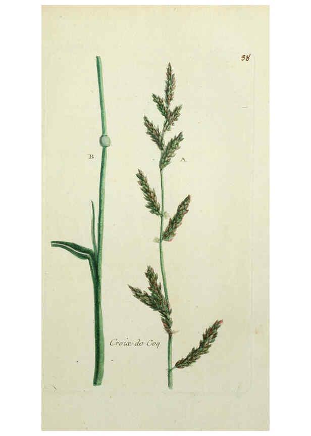 Reproducción/Reproduction 6055475949: Flora Parisiensis. v.1. Paris,P.F. Didot,1776-1783